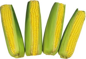 Corn PNG image-5275